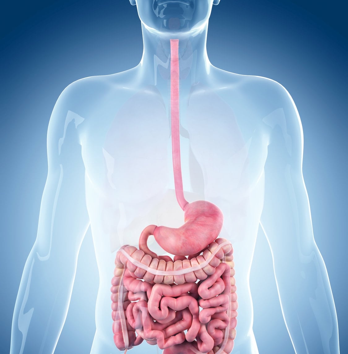 digestive system 3d model